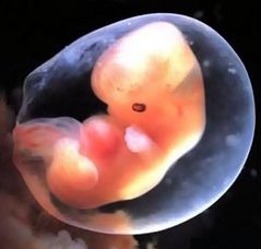 Ембріон на 5 тижні вагітності