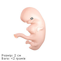 Восьмий тиждень вагітності - ембріон